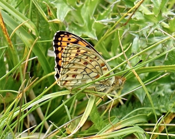 Niobe fritillary